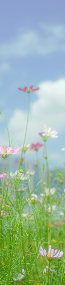 Blumenwiese